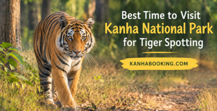 Best Time to Visit Kanha National Park for Tiger Spotting