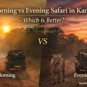 Morning vs Evening Safari in Kanha – Which Is Better?