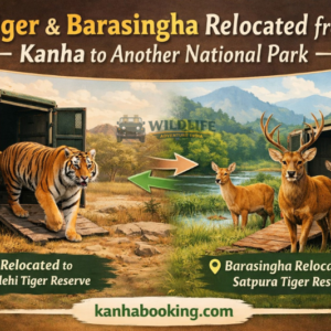 Tiger and Barasingha Relocated from Kanha to Another National Park