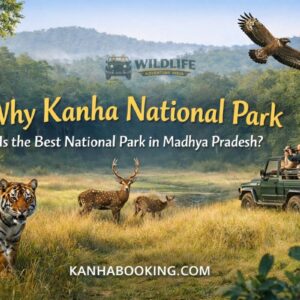 Why Kanha National Park Is the Best National Park in Madhya Pradesh