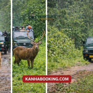 Which Safari Zones Are Open During Monsoon in Kanha National Park?