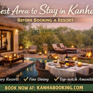 Best Area to Stay in Kanha Before Booking a Resort