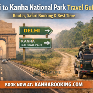 Delhi to Kanha National Park Travel Guide: Routes, Safari Booking & Best Time