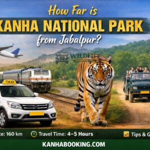 How Far is Kanha National Park from Jabalpur Distance, Travel Time & Tips