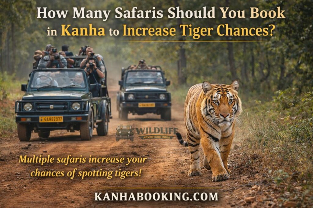 How Many Safaris Should You Book in Kanha to Increase Tiger Chances?