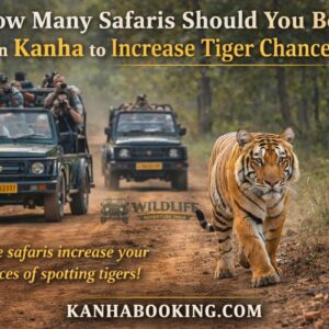 How Many Safaris Should You Book in Kanha to Increase Tiger Chances?