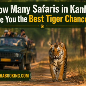 How Many Safaris in Kanha Give You the Best Tiger Chances?