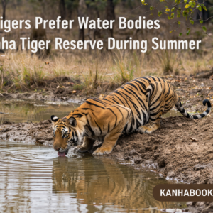 Why Tigers Prefer Water Bodies in Kanha Tiger Reserve During Summer