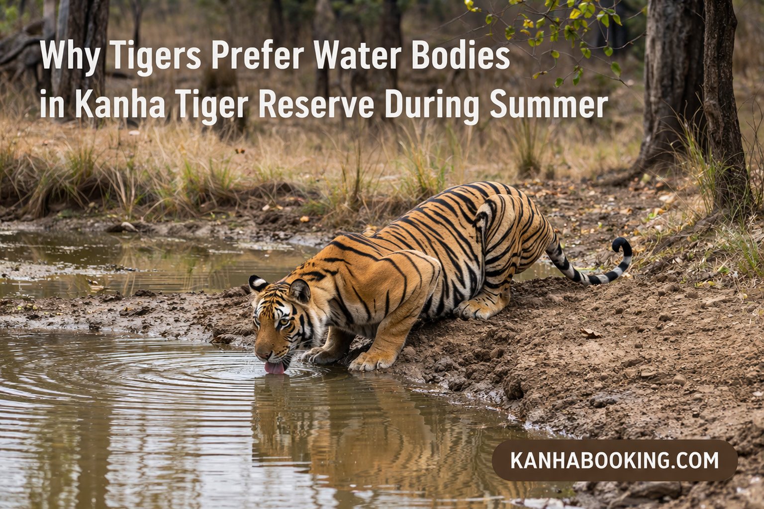 Why Tigers Prefer Water Bodies in Kanha Tiger Reserve During Summer