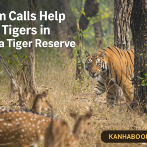 Alarm Calls Help Spot Tigers in Kanha Tiger Reserve