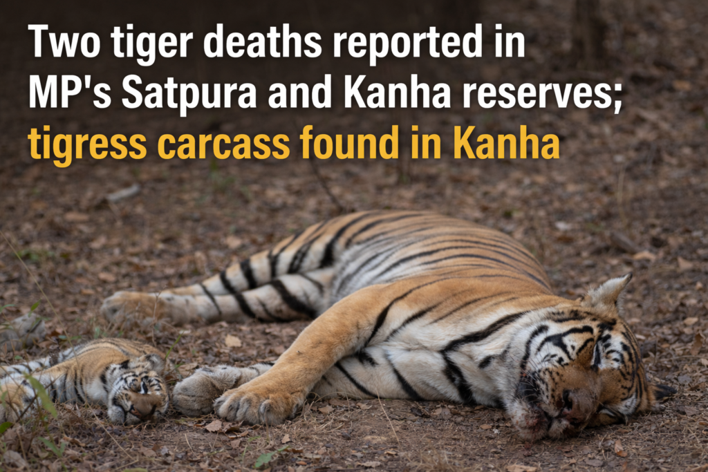 Two tiger deaths reported in MP’s Satpura and Kanha reserves; tigress carcass found in Kanha