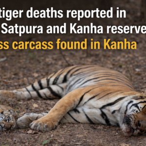 Two tiger deaths reported in MP’s Satpura and Kanha reserves; tigress carcass found in Kanha