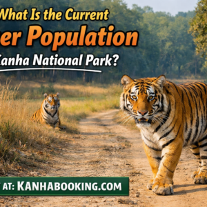 What Is the Current Tiger Population in Kanha National Park