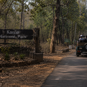 Forest Worker Dies During Tiger Attack in Kanha National Park