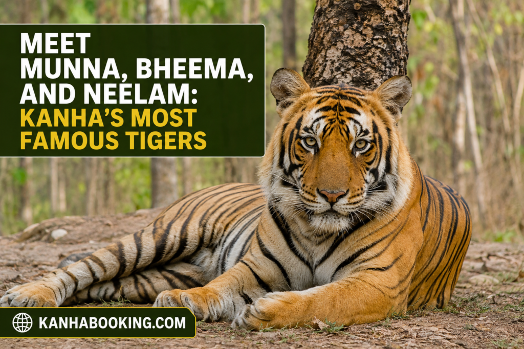 Meet Munna, Bheema, and Neelam Kanha's Most Famous Tigers