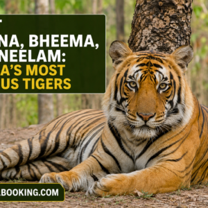 Meet Munna, Bheema, and Neelam Kanha's Most Famous Tigers