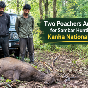 Two Poachers Arrested for Sambar Hunting in Kanha National Park