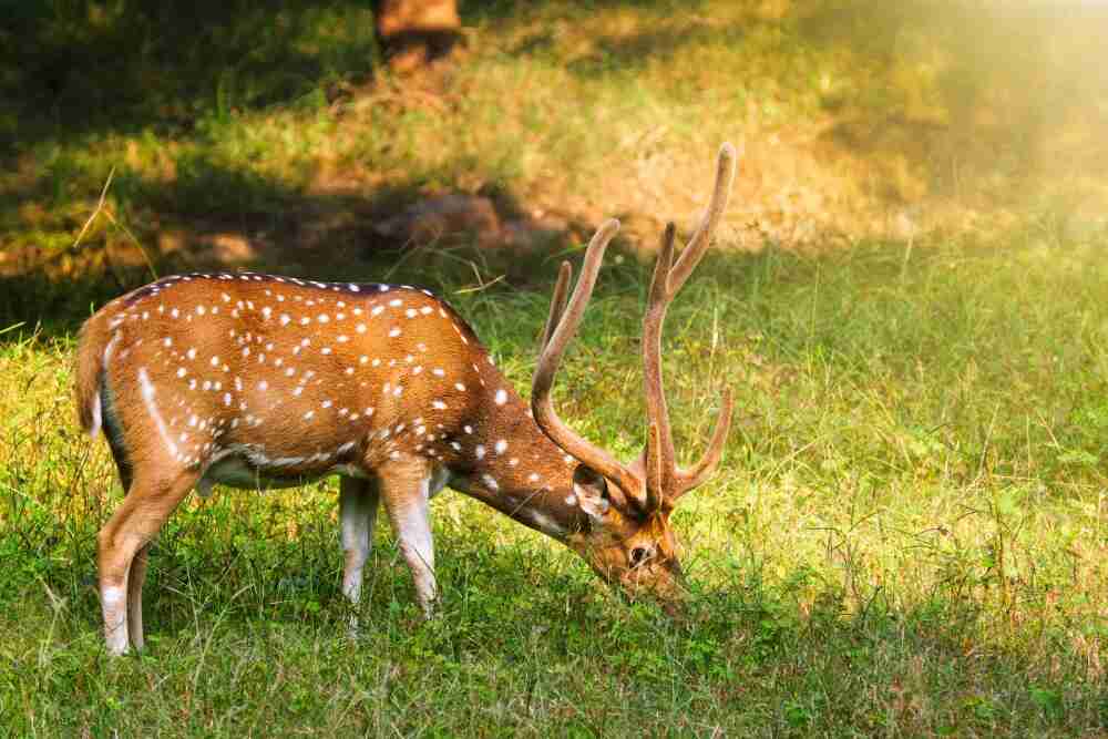 Kanha National Park National Park – A Beautiful Abode of Wildlife