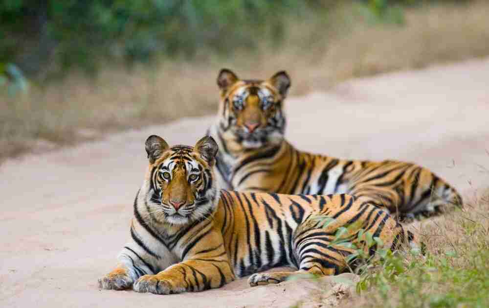 History of Kanha National Park: A Beautiful Journey