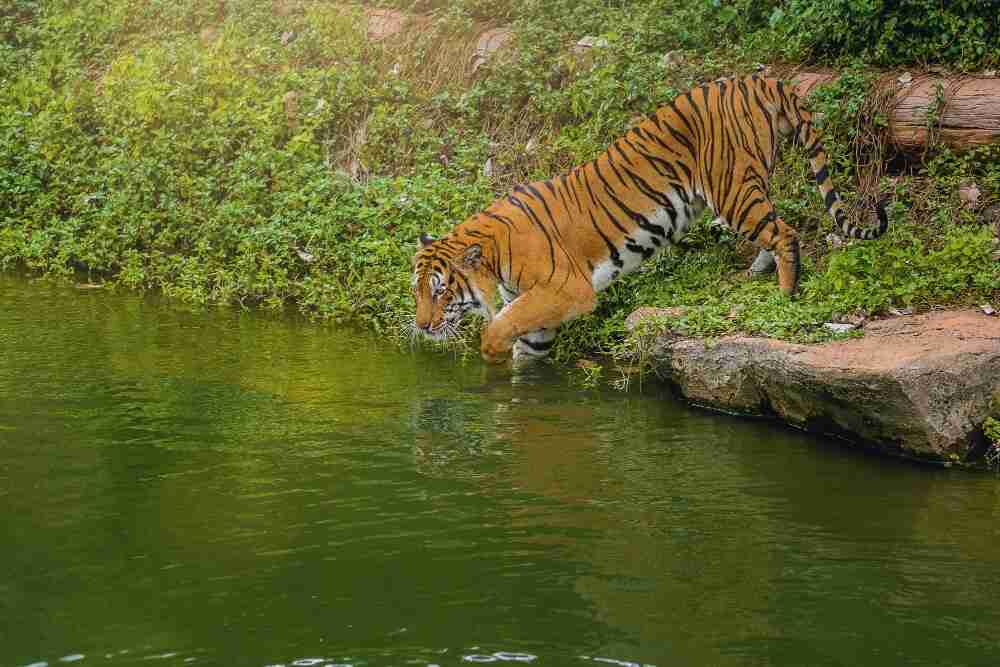 Best places to visit near Kanha National Park