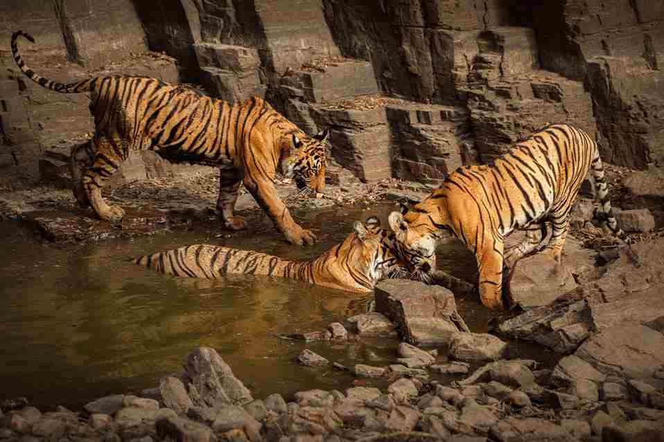tiger image