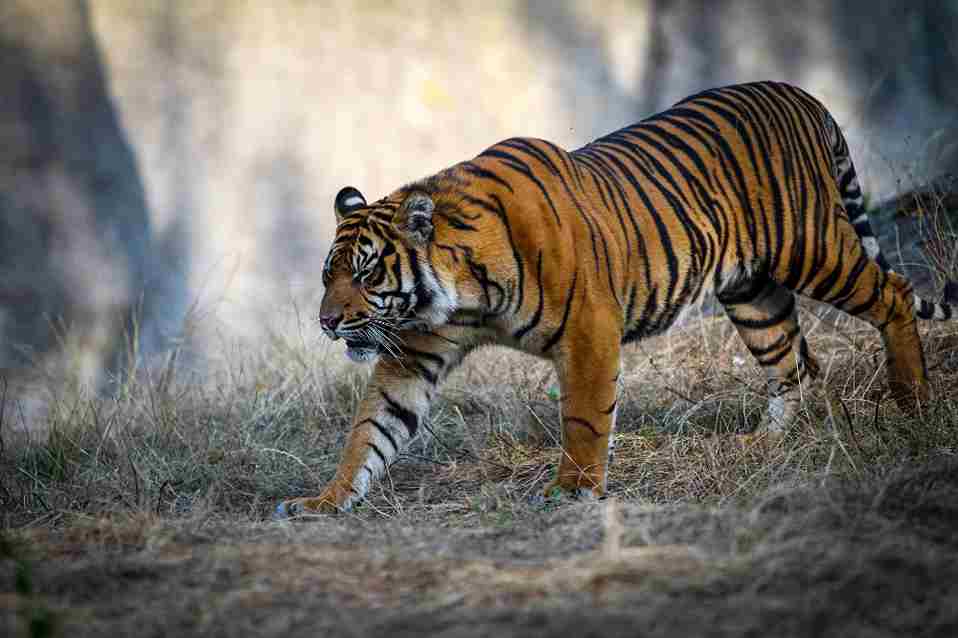 Tiger image
