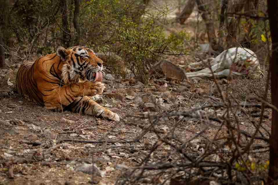 Tiger image