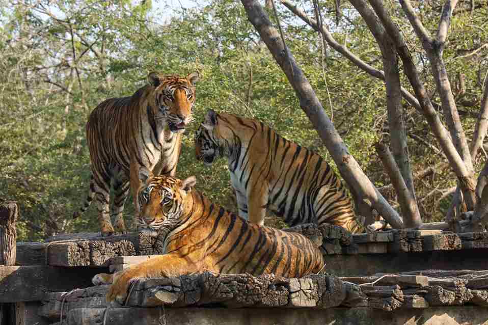 Kanha Weekend Tour