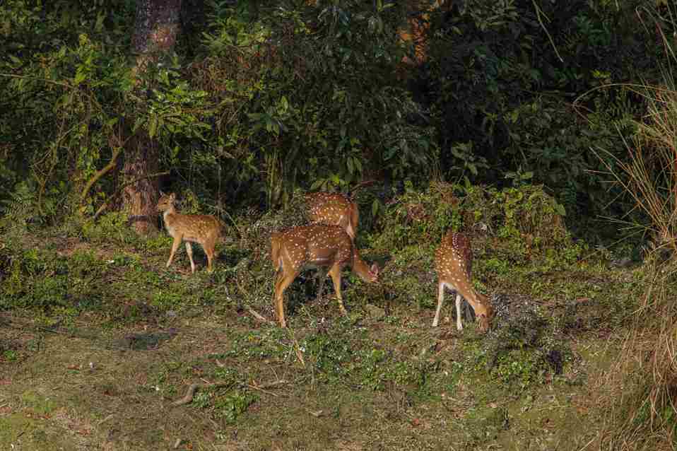 Kanha Holiday package